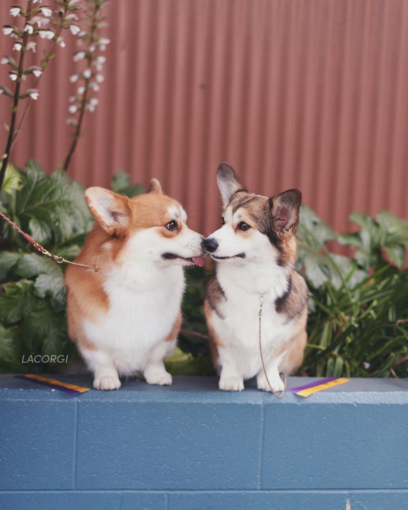 Pembroke Welsh Corgi