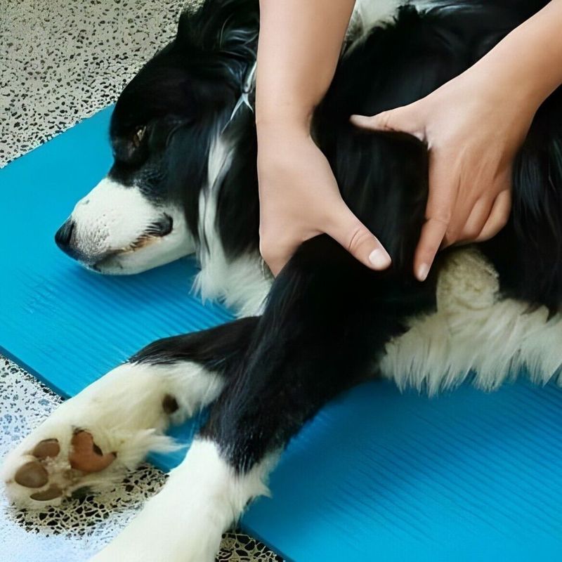 Pet Massage