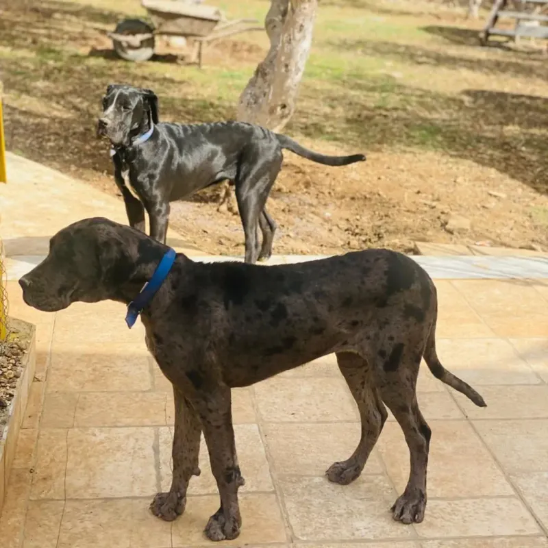 Pharaoh Hound