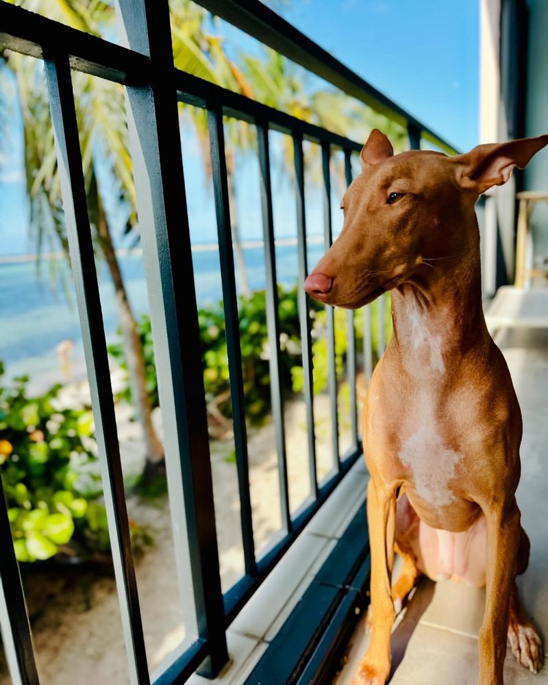 Pharaoh Hound