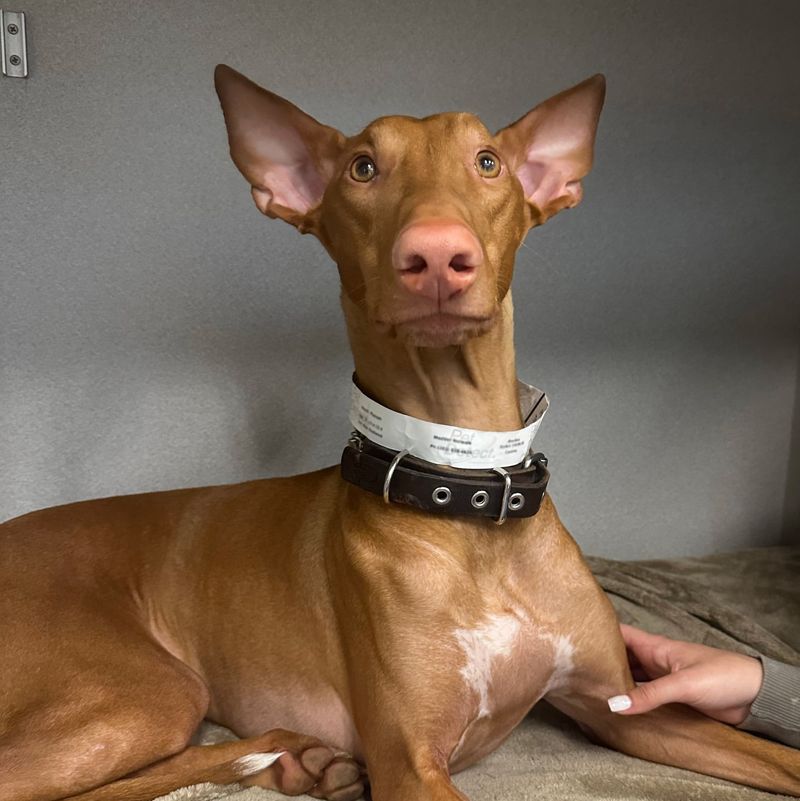 Pharaoh Hound