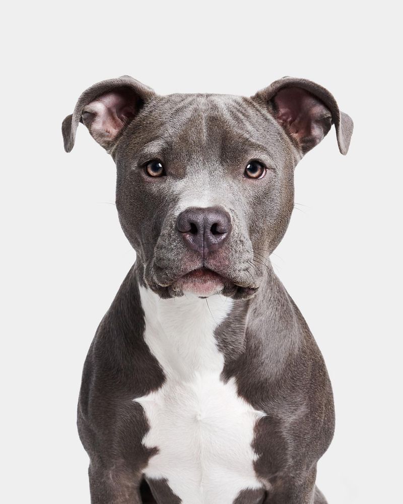 Pit Bull Terrier