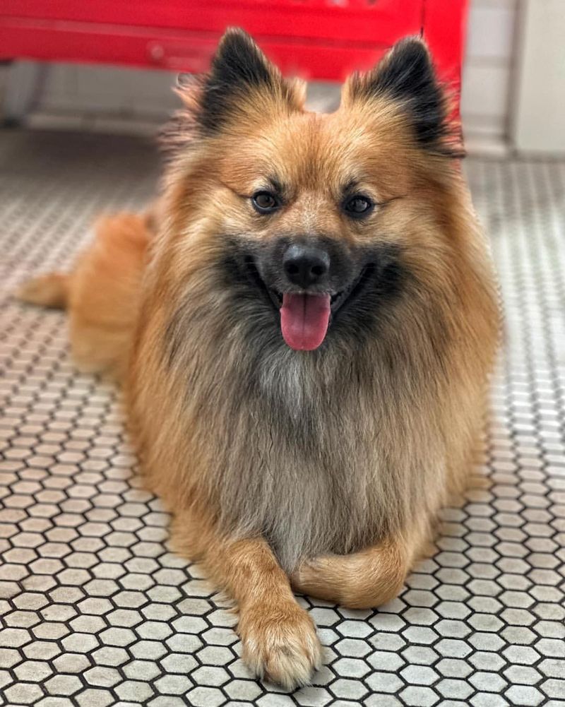 Pomeranian