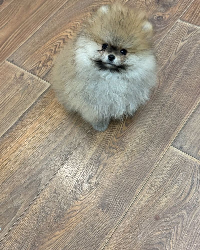 Pomeranian