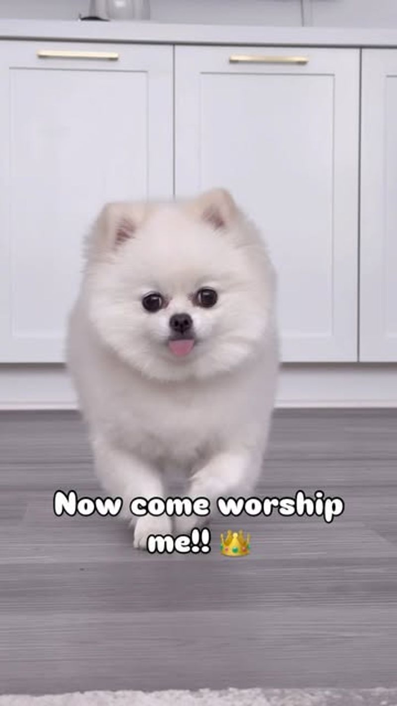 Pomeranian