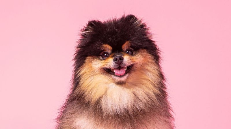 Pomeranian