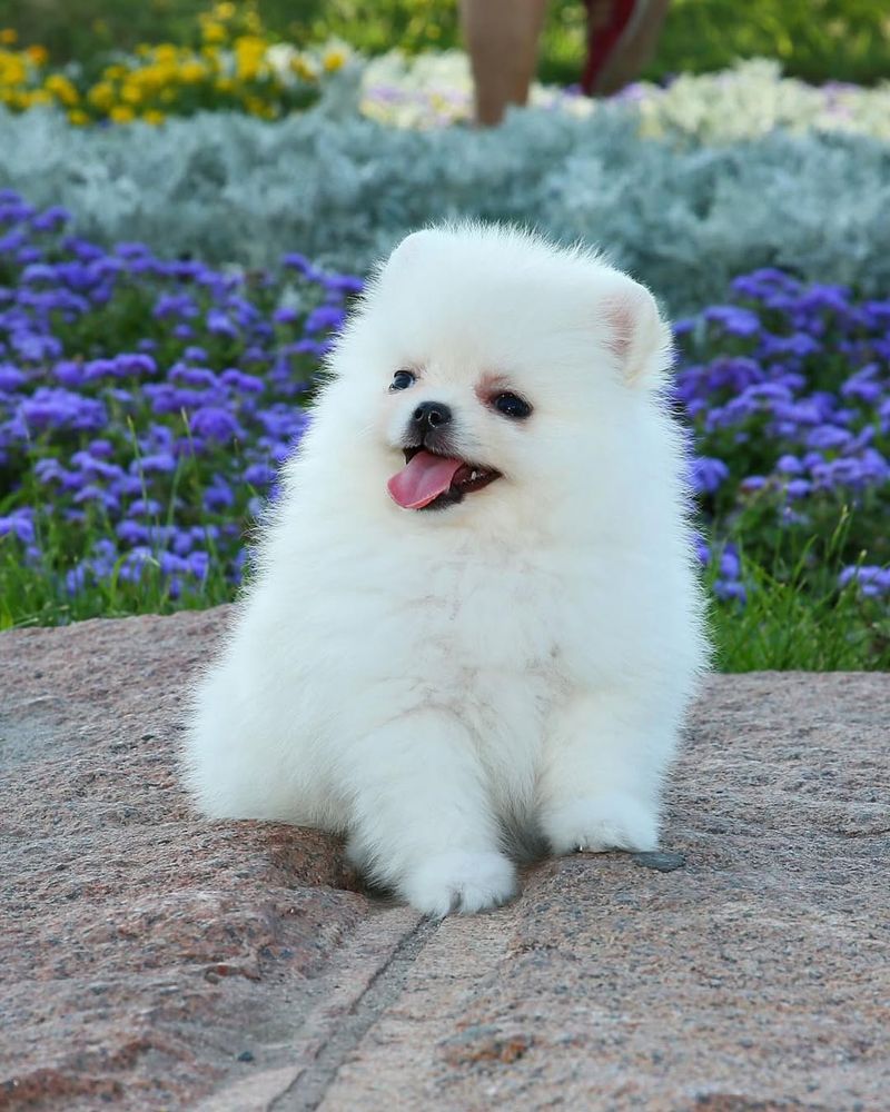 Pomeranian