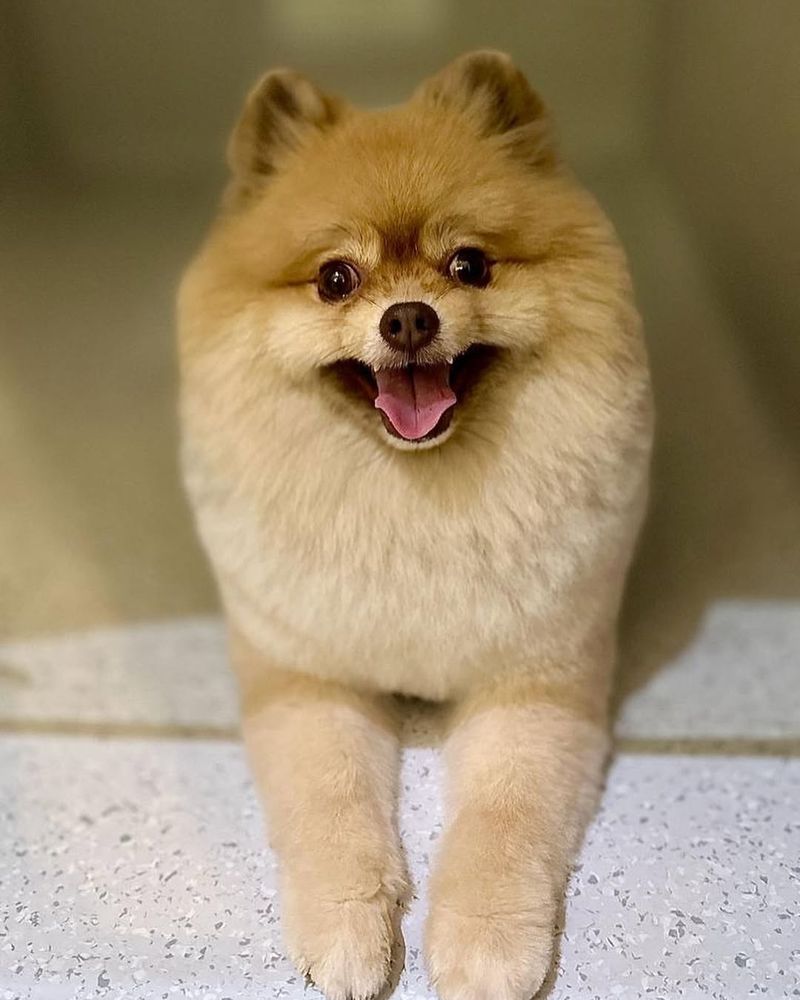 Pomeranian