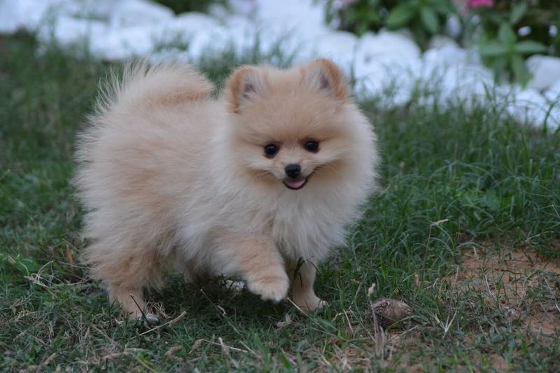 Pomeranian