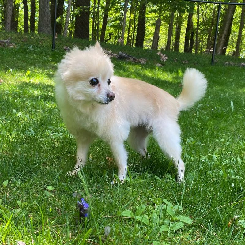 Pomeranian