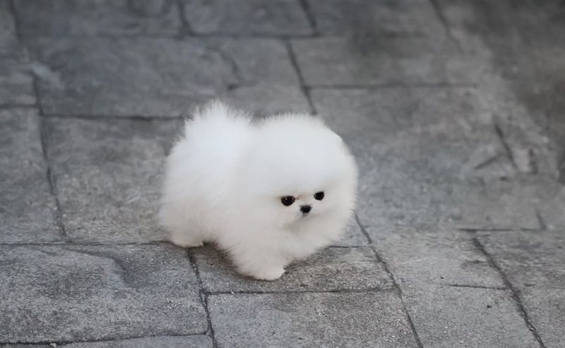 Pomeranian