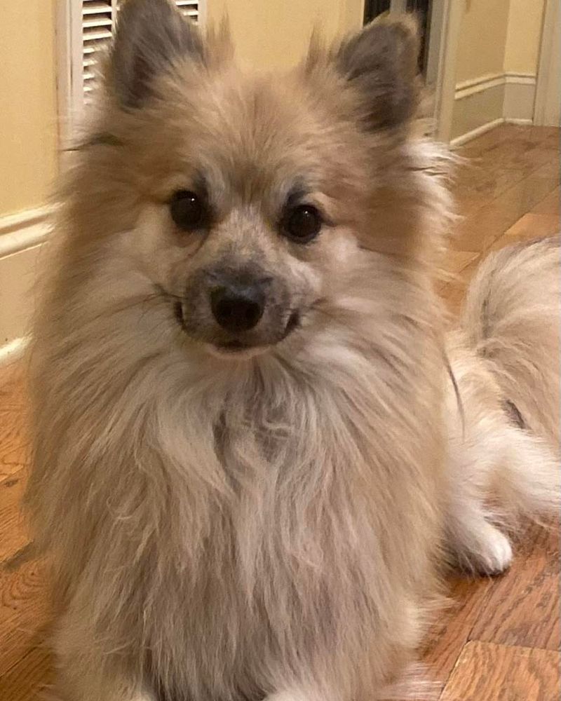 Pomeranian