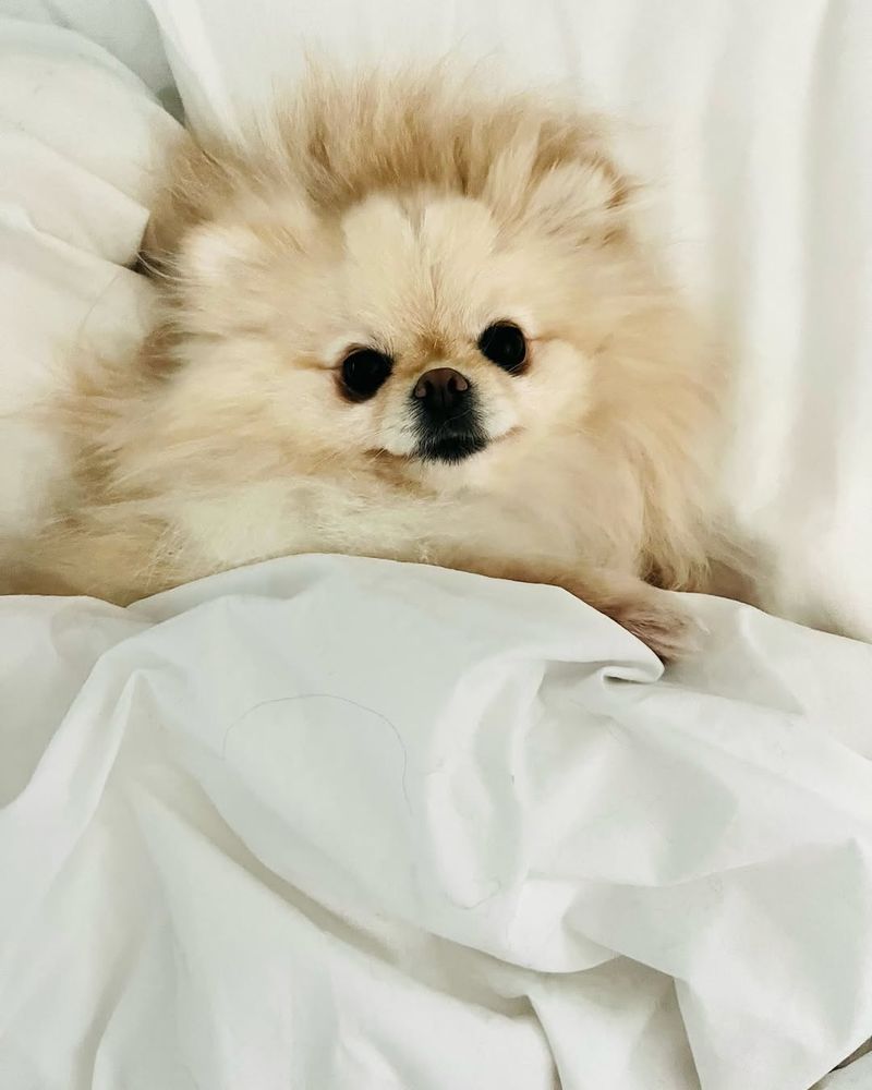 Pomeranian