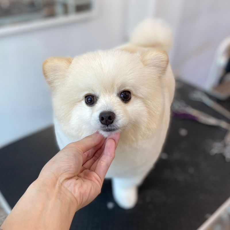 Pomeranian