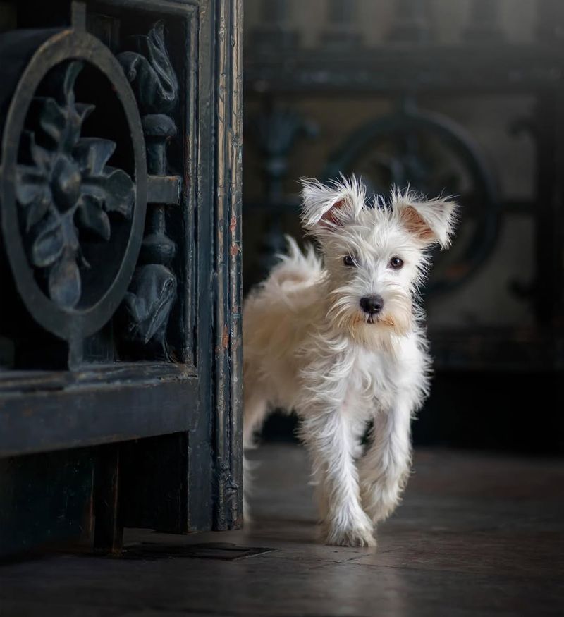 Miniature Schnauzer