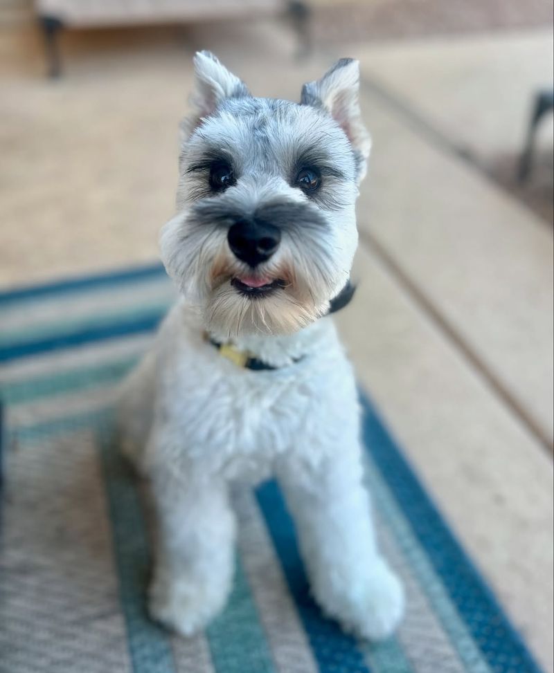 Miniature Schnauzer