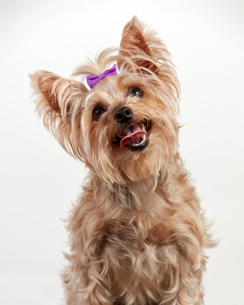 Yorkshire Terrier