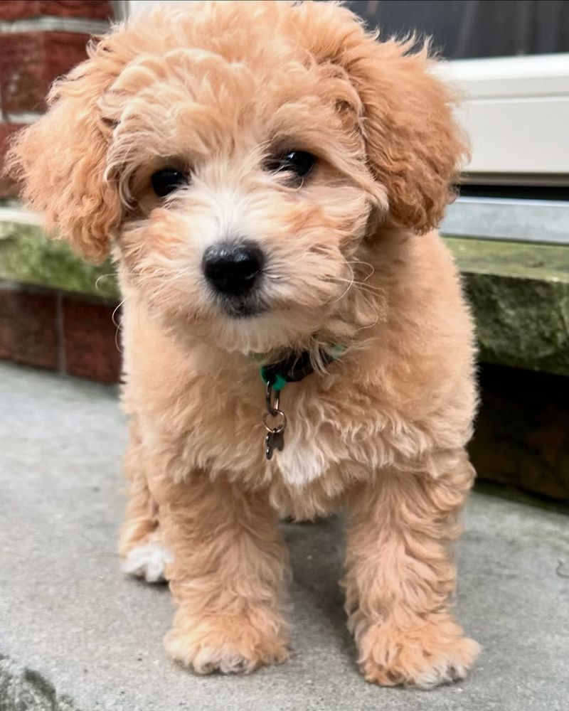 Poochon