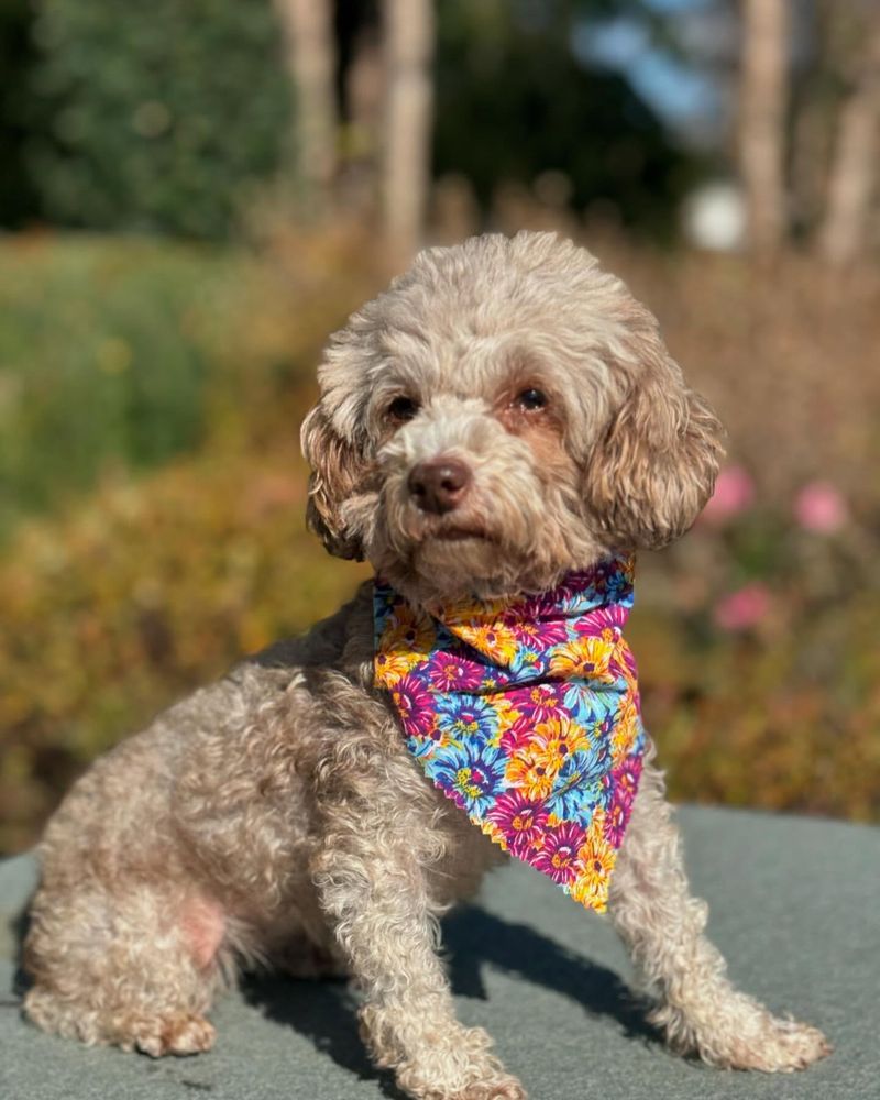Poodle