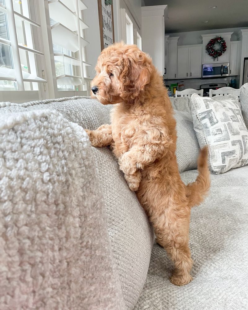 Poodle
