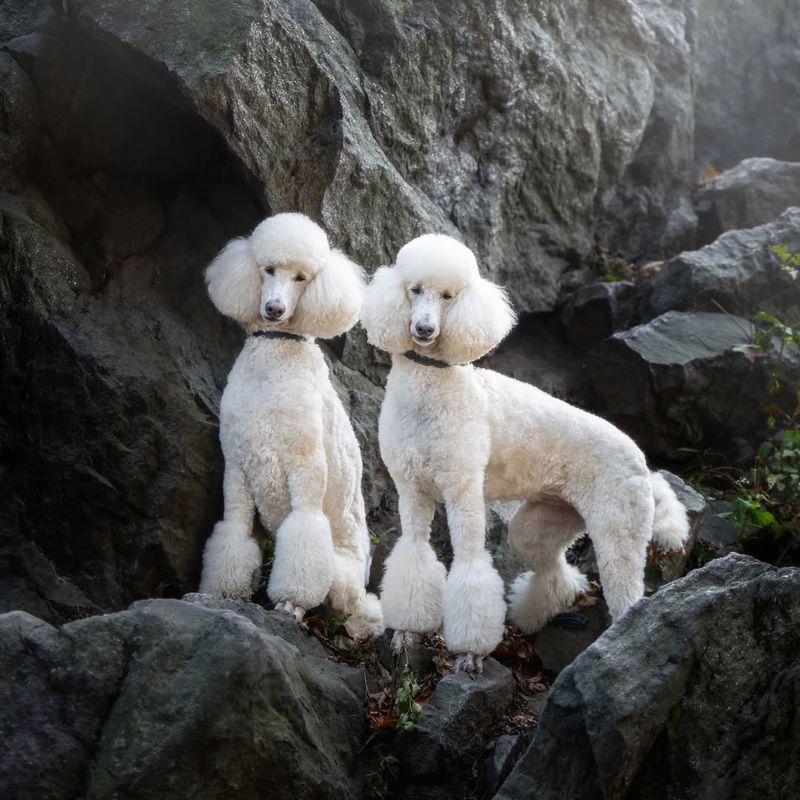 Poodle