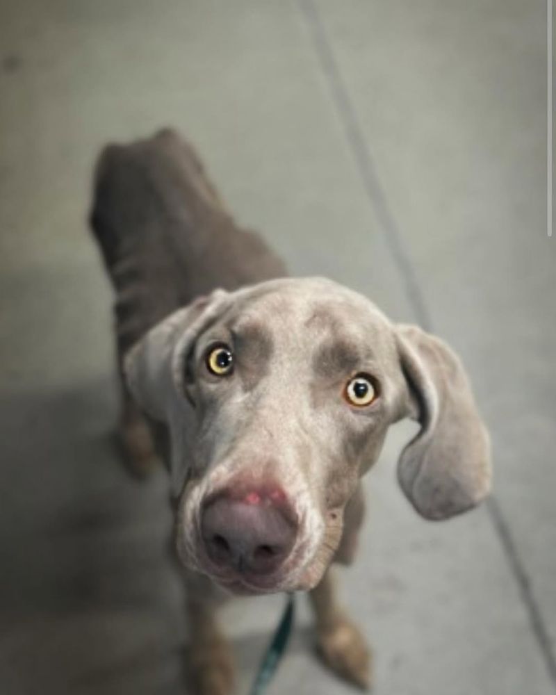 Weimaraner