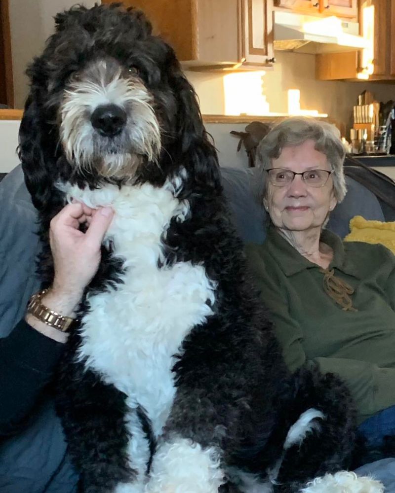 Portuguese Water Dog