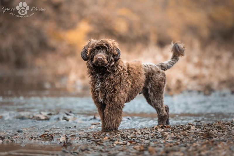 Portuguese Water Dog