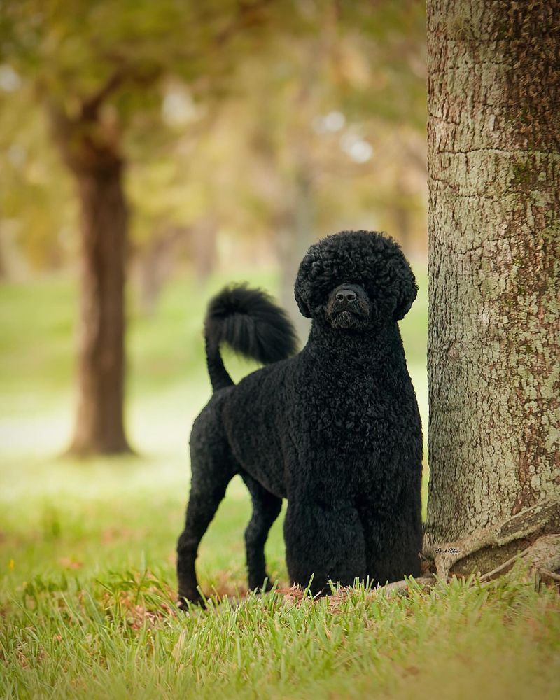 Portuguese Water Dog