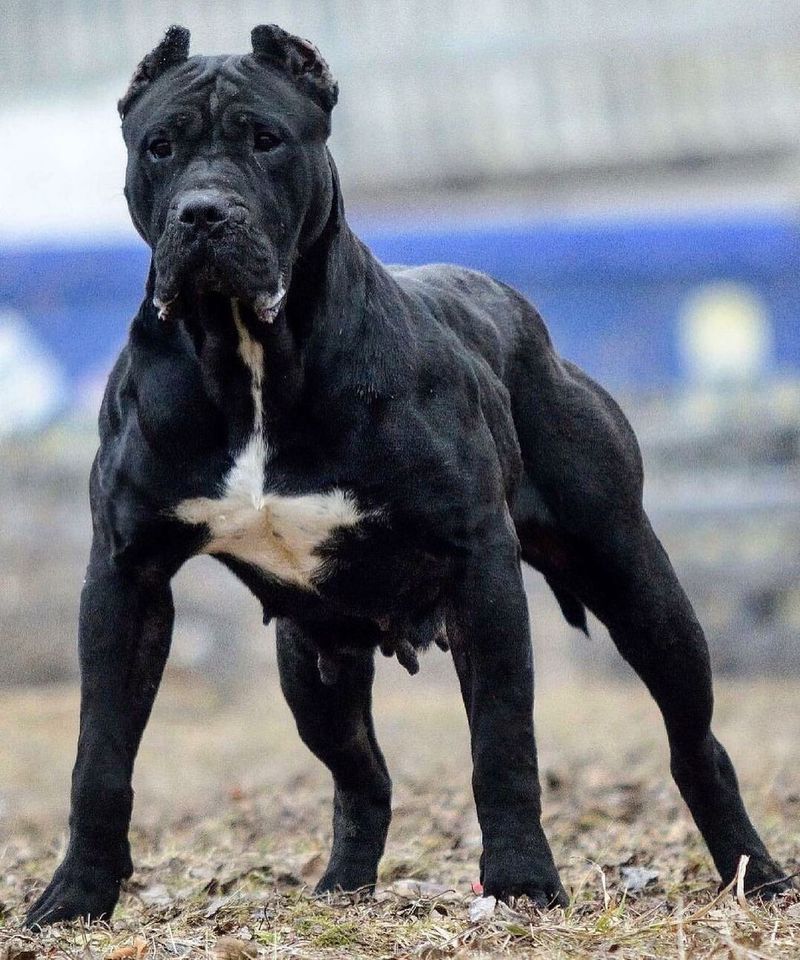 Presa Canario