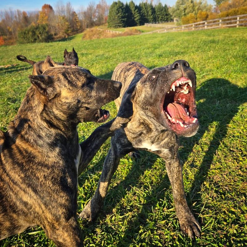 Presa Canario