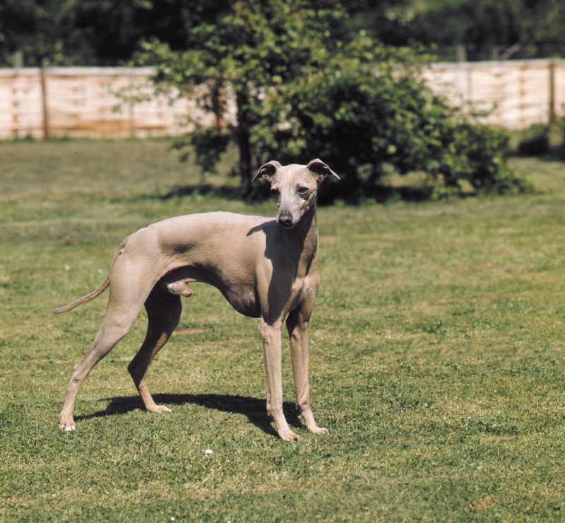 Italian Greyhound