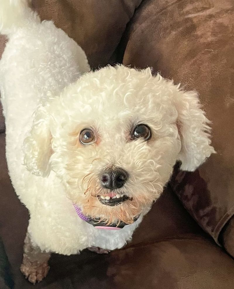 Bichon Frise