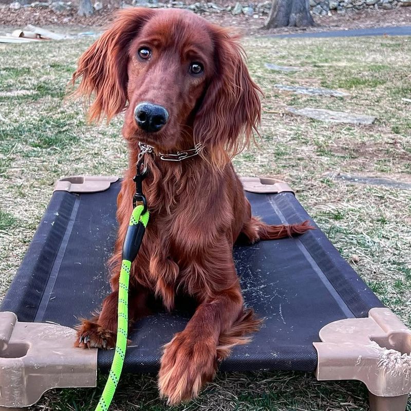 Irish Setter