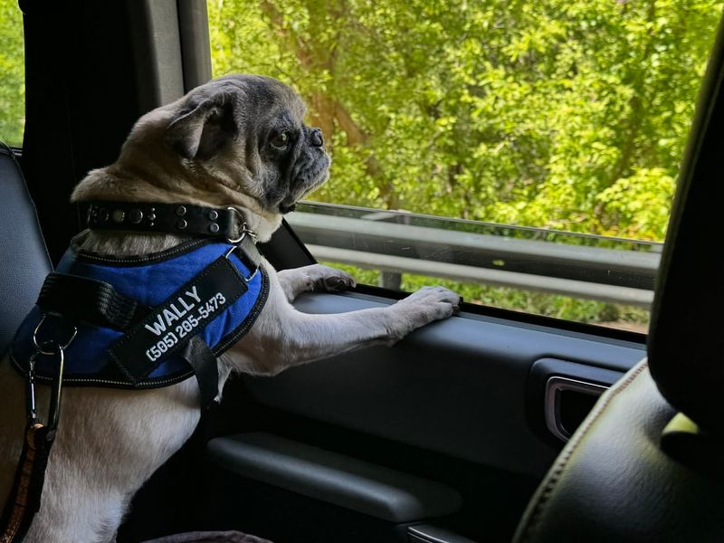 Pug