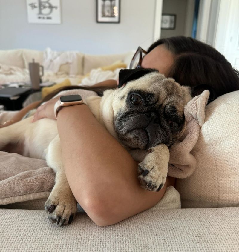 Pug