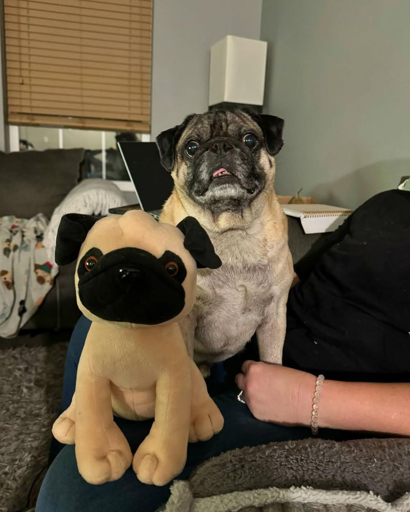 Pug