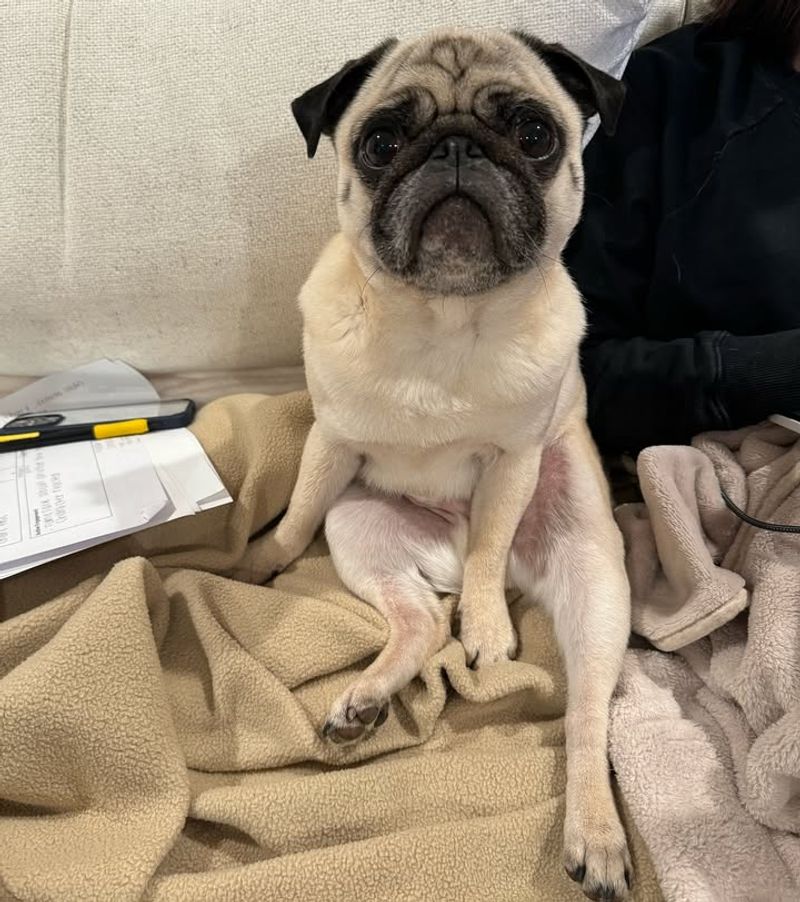 Pug