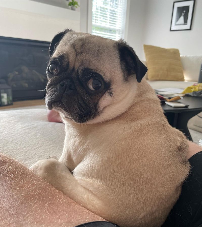 Pug