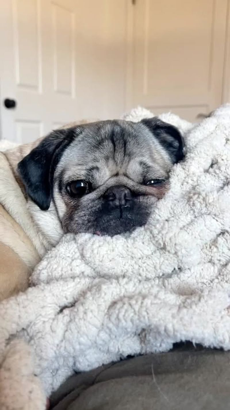 Pug