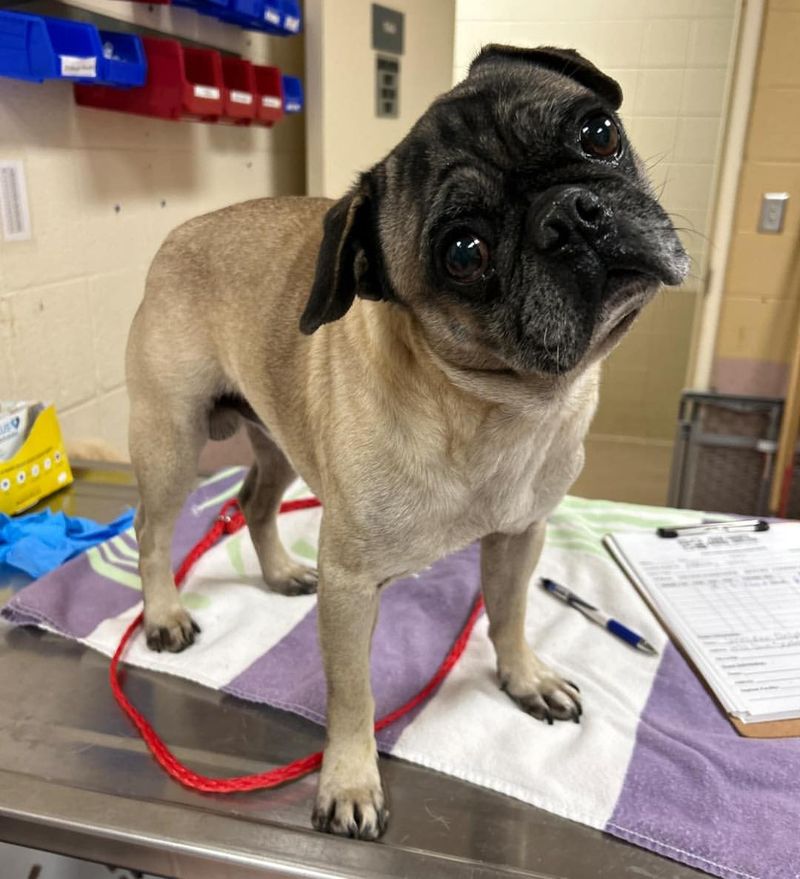 Pug