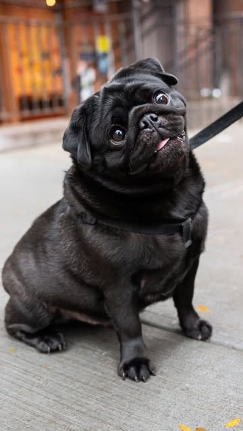 Pug