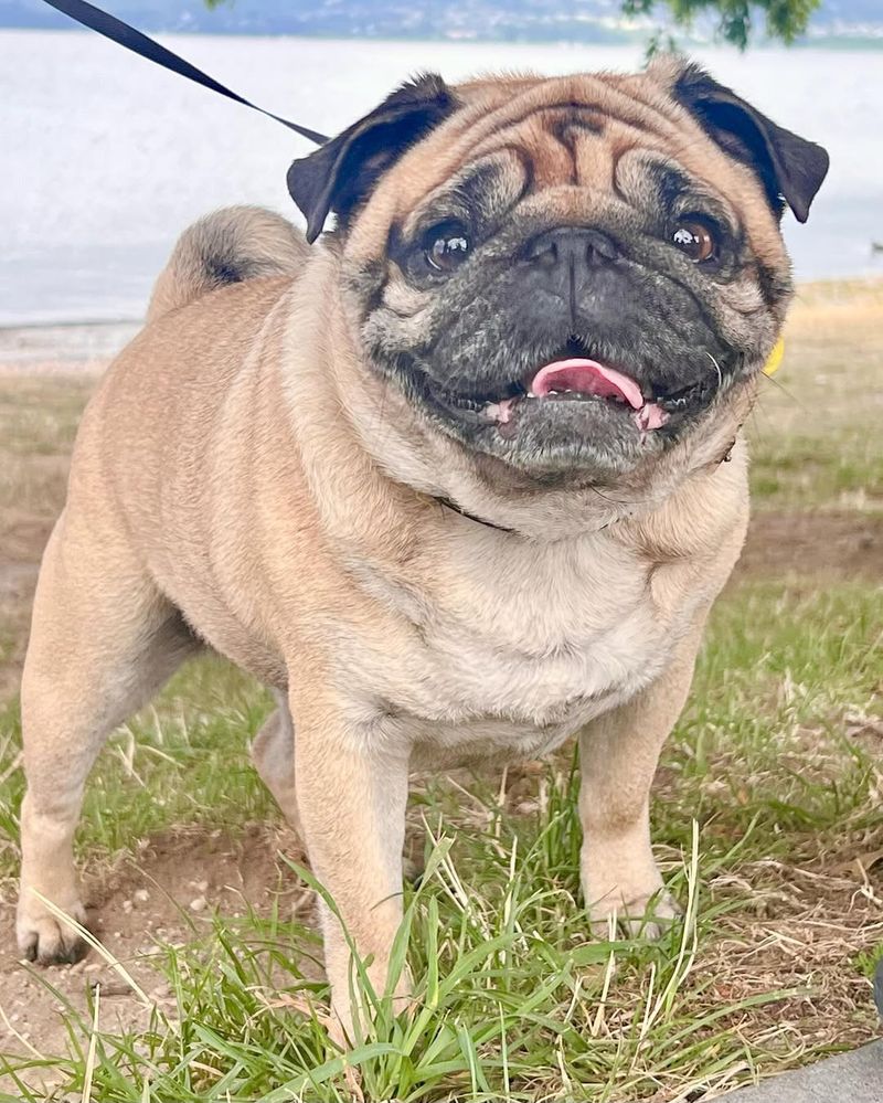 Pug