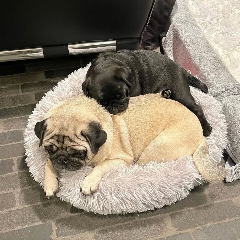 Pug