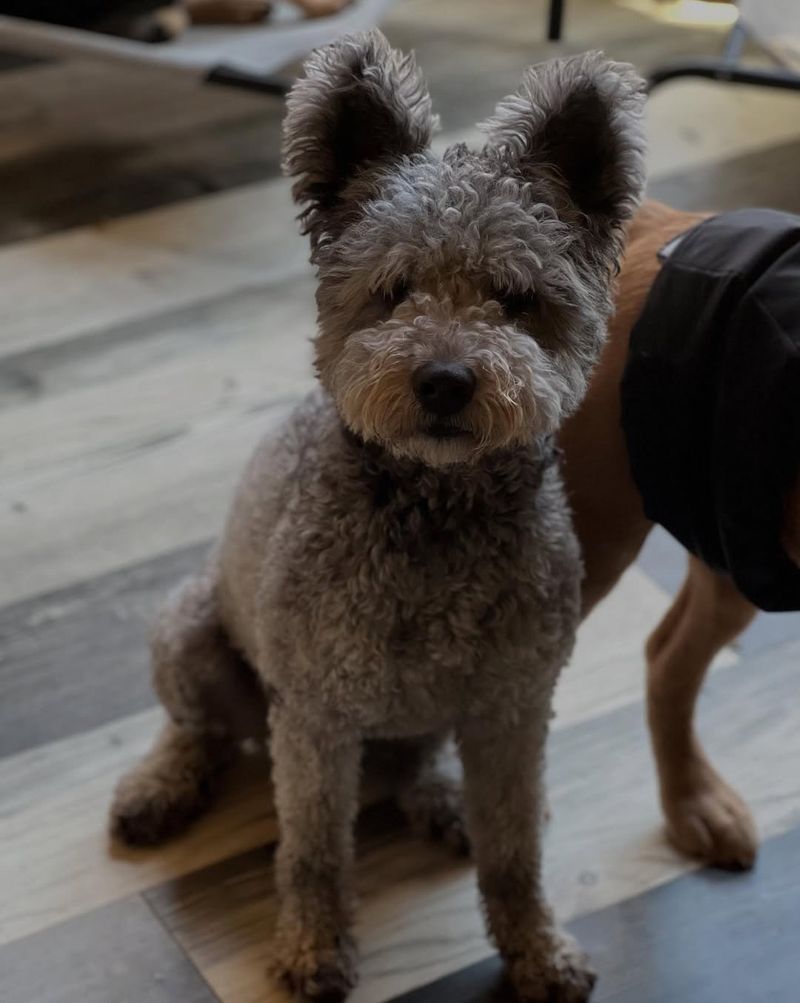 Pumi