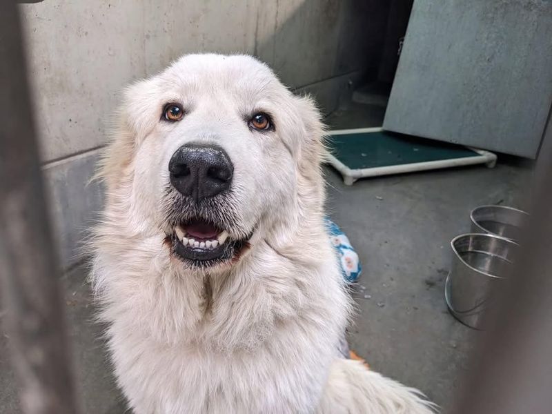 Pyrenean Mastiff