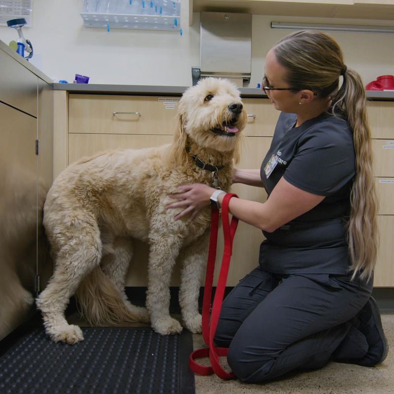 Regular Vet Visits