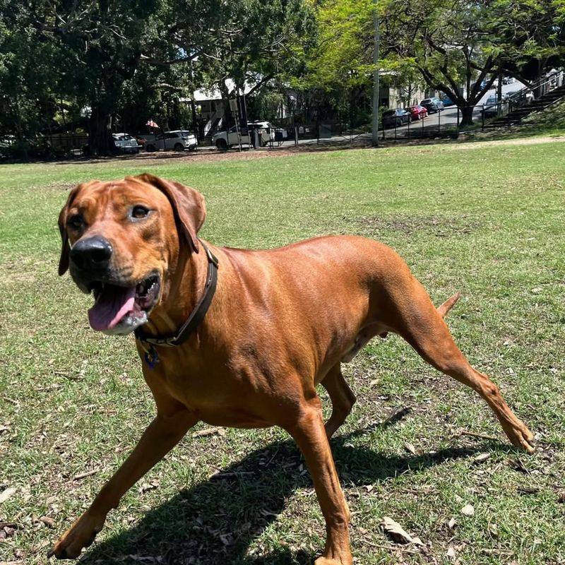 Rhodesian Ridgeback