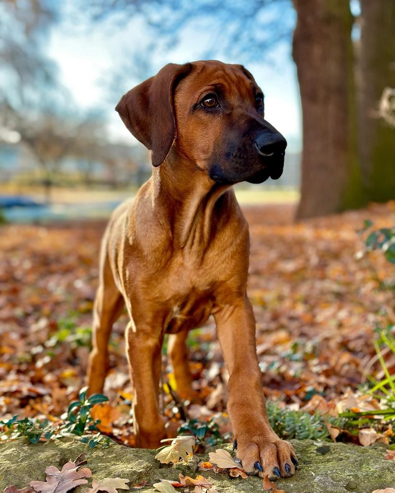 Rhodesian Ridgeback