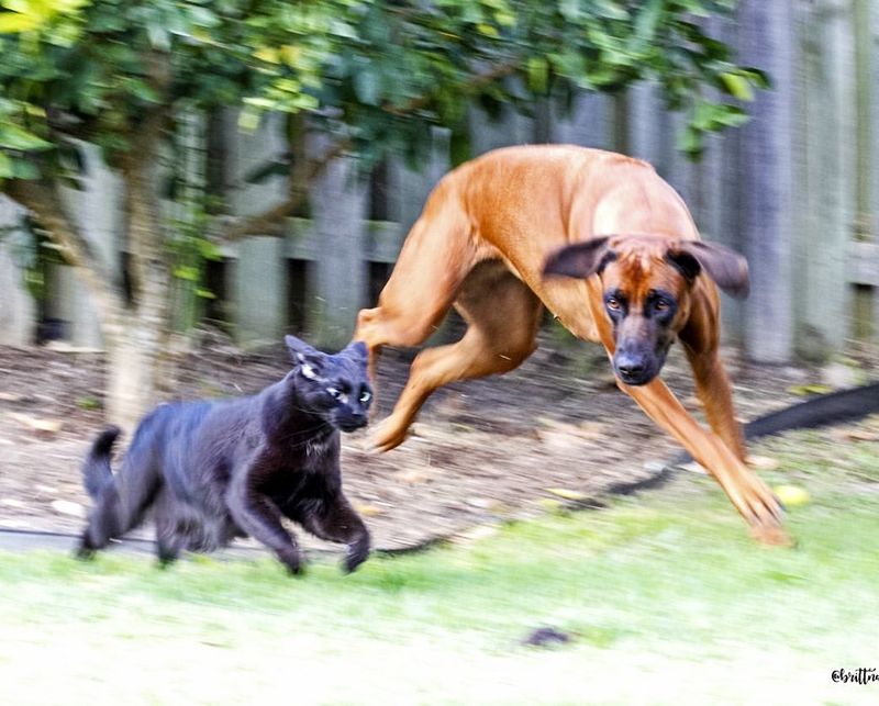 Rhodesian Ridgeback